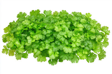 Fototapeta premium Coriander A bunch of green herbs are growing in the soil. The coriander plants are small and green and are growing in a small patch of soil.