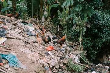 A rooster standing confidently on a pile of garbage