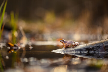 Agile frog (Rana dalmatina)