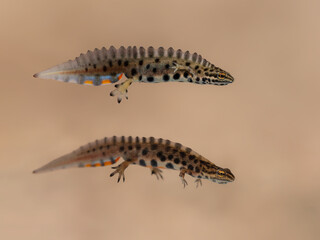 Males of smooth newt (Lissotriton vulgaris vulgaris) and Trannsylvanian smooth newt (Lissotriton vulgaris ampelensis)