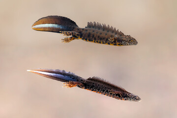 Males of great crested newt (Triturus cristatus) and Danube crested newt (Triturus dobrogicus)