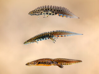 Males of smooth newt (Lissotriton vulgaris vulgaris), Trannsylvanian smooth newt (Lissotriton vulgaris ampelensis) and Carpathian newt (Lissotriton montandoni)