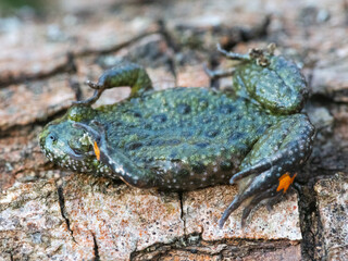 Fire-bellied toad (Bombina bombina)