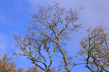 Leafless braches of an oak tree (Quercus) in autumn. Overgrown with algae. Blue sky. Netherlands, November
