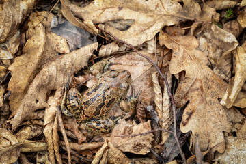 Common spadefoot toad (Pelobates fuscus)