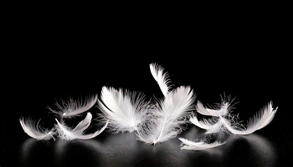 Obraz premium 黒背景においた白い羽