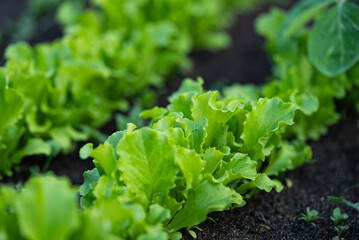 Thriving rows of vibrant green lettuce promise a bountiful harvest for salads and culinary...