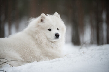 Fototapeta premium Beautiful fluffy Samoyed white dog is in the winter forest