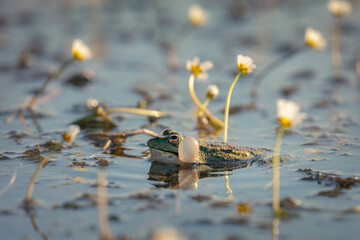 Marsh frog (Pelophylax ridibundus)