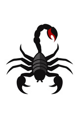 scorpion isolated on white