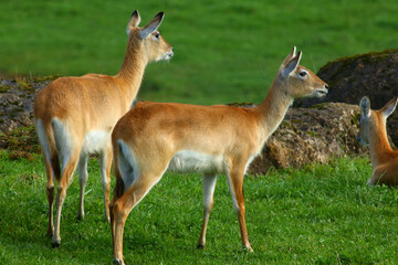 Obraz premium Cobo Lichi antelope, calmly resting and eating outdoors in nature