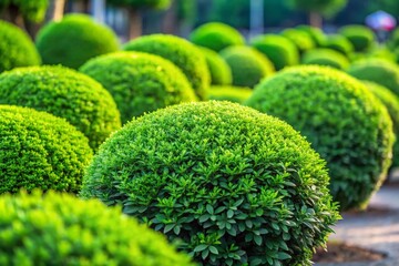 Rounded Green Bushes Isolated on a Clean Background for Nature-themed Designs and Illustrations, Perfect for Landscaping, Gardening, or Environmental Projects