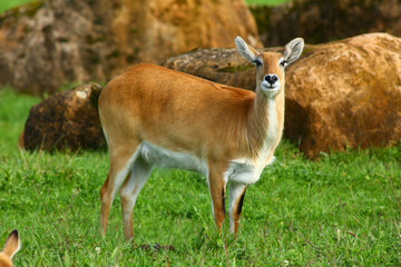 Cobo Lichi antelope, calmly resting and eating outdoors in nature