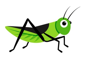 green grasshopper isolated on white