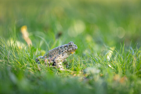 European green toad (Bufotes viridis)