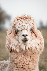 close up of a alpaca