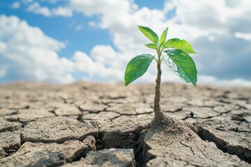 A tree sapling growing strong from a crack in dry earth, symbolizing perseverance and growth in harsh conditions. The empty sky above offers space for inspirational quotes or branding.