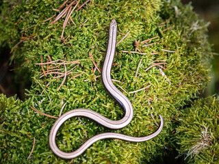 Slow worm (Anguis colchica)