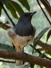 Elegant Oriental Magpie-Robin perched gracefully on a branch, showcasing its striking black, white, and gray plumage. Perfect for wildlife, nature, and bird photography enthusiasts.