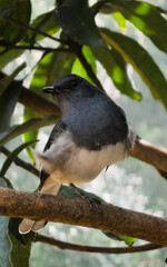 Elegant Oriental Magpie-Robin perched gracefully on a branch, showcasing its striking black, white, and gray plumage. Perfect for wildlife, nature, and bird photography enthusiasts.