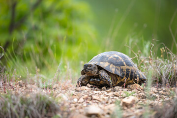 Greek tortoise (Testudo graeca)