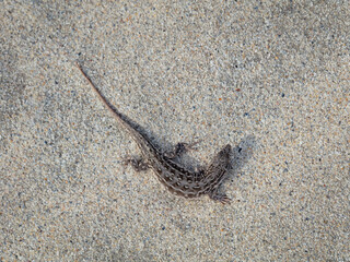 Steppe runner (Eremias arguta)