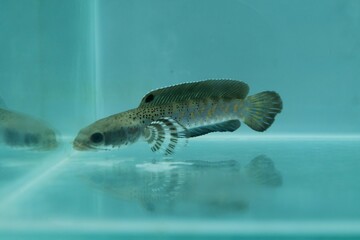 Channa Auranti snakehead fish. a predatory fish with a very beautiful and exotic patterned snake head 