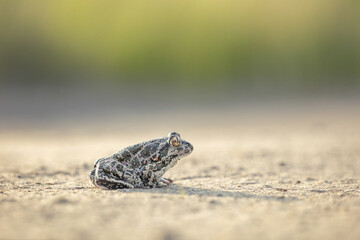 Balkan spadefoot toad (Pelobates balcanicus)