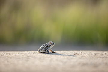 Balkan spadefoot toad (Pelobates balcanicus)