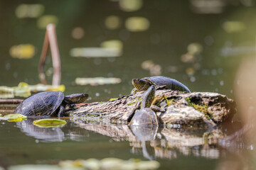 European pond turtle (Emys orbicularis)