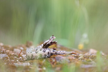 Nose-horned viper (Vipera ammodytes) male