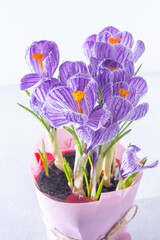 Purple flowers of crocuses. Grow bulbs in a pot.