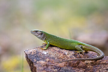 Green lizard (Lacerta viridis)