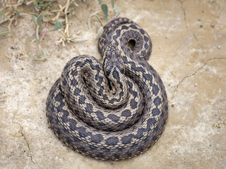 Moldavian steppe viper (Vipera ursinii moldavica)