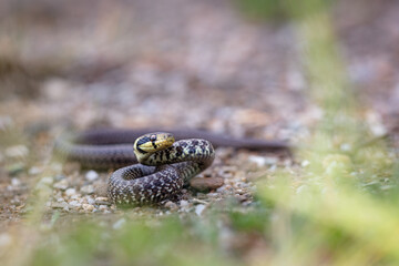 Aesculapian snake (Zamenis longissimus)