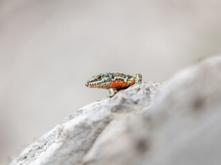Wall lizard (Podarcis muralis)