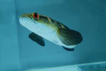 Channa Auranti snakehead fish. a predatory fish with a very beautiful and exotic patterned snake head 