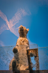 jeune chat tigré assis sur un verre transparent, regardant le ciel