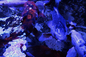 Fancy carp swimming in a pond. Fancy Carps Fish or Koi Swim in Pond, Movement of Swimming and Space.