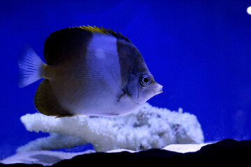 Beautiful coral reefs and beautiful ornamental fish in the sea