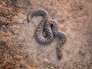 Sand boa (Eryx jaculus)