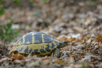Hermann's tortoise (Testudo hermanni)