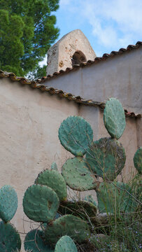 Prickly Pear cactus background - Opuntia spiecies, indian fig, mission cactus growing by the chapel of Notre Dame de Constance in Bormes Les Mimosas on French Riviera