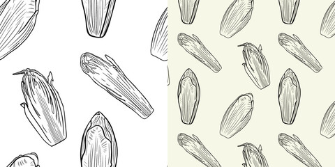 Set of seamless patterns of chicory, half chicory isolated, line art, doodle
