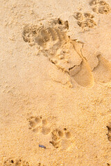Human footprint and dog footprint in the sand