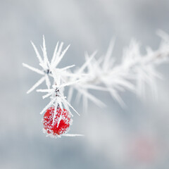 Red fruit covered in hoar frost