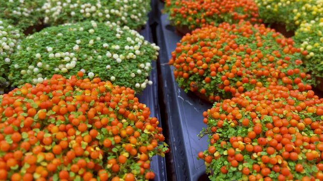 Nertera granadensis, coral bead plant and pin-cushion plant coral moss, English baby tears as a concept of eco plants for home. Eco friendly life with indoor plants. Orange, white berries green moss