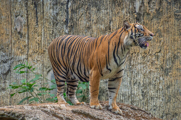 Fototapeta premium The Sumatran tiger is a population of Panthera tigris sondaica on the Indonesian island of Sumatra