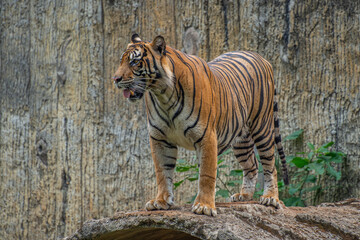 The Sumatran tiger is a population of Panthera tigris sondaica on the Indonesian island of Sumatra