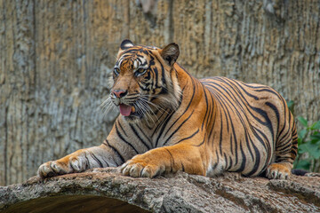 Obraz premium The Sumatran tiger is a population of Panthera tigris sondaica on the Indonesian island of Sumatra